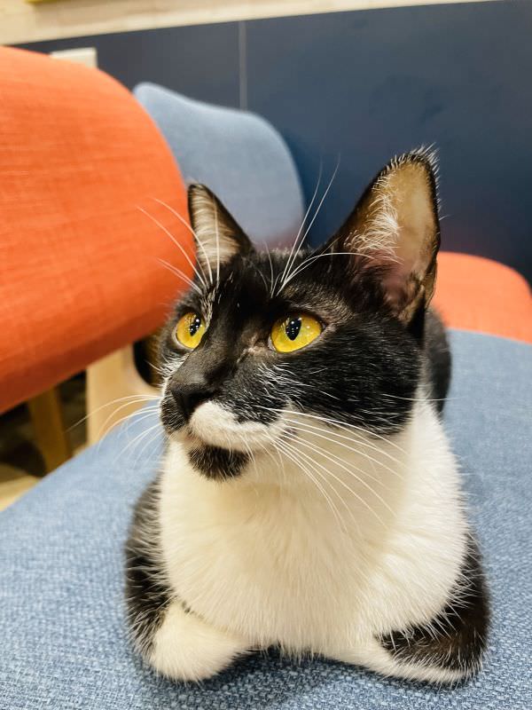 森林小徑健行店對寵物超友善